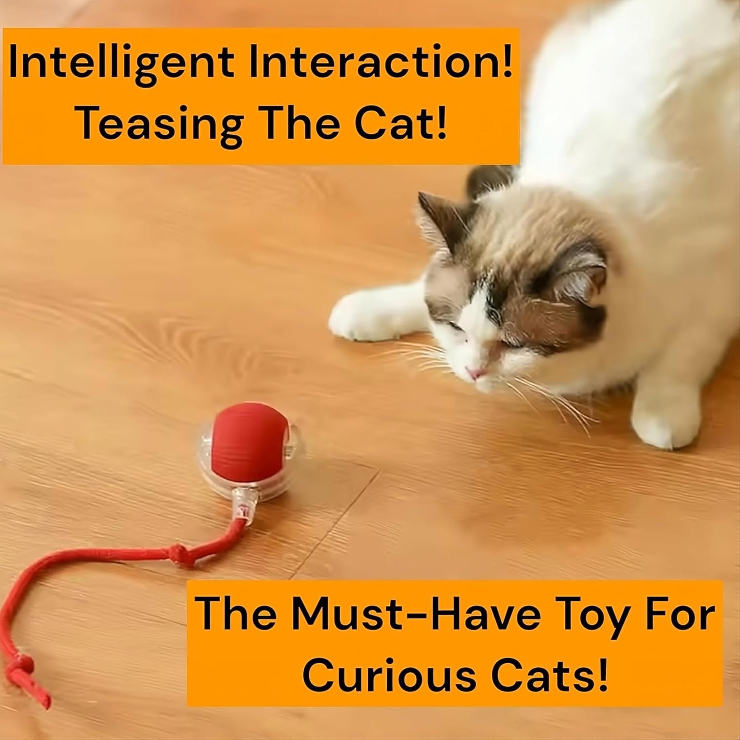 Interactive Cat Toys for Indoor Cats (Random Color)
