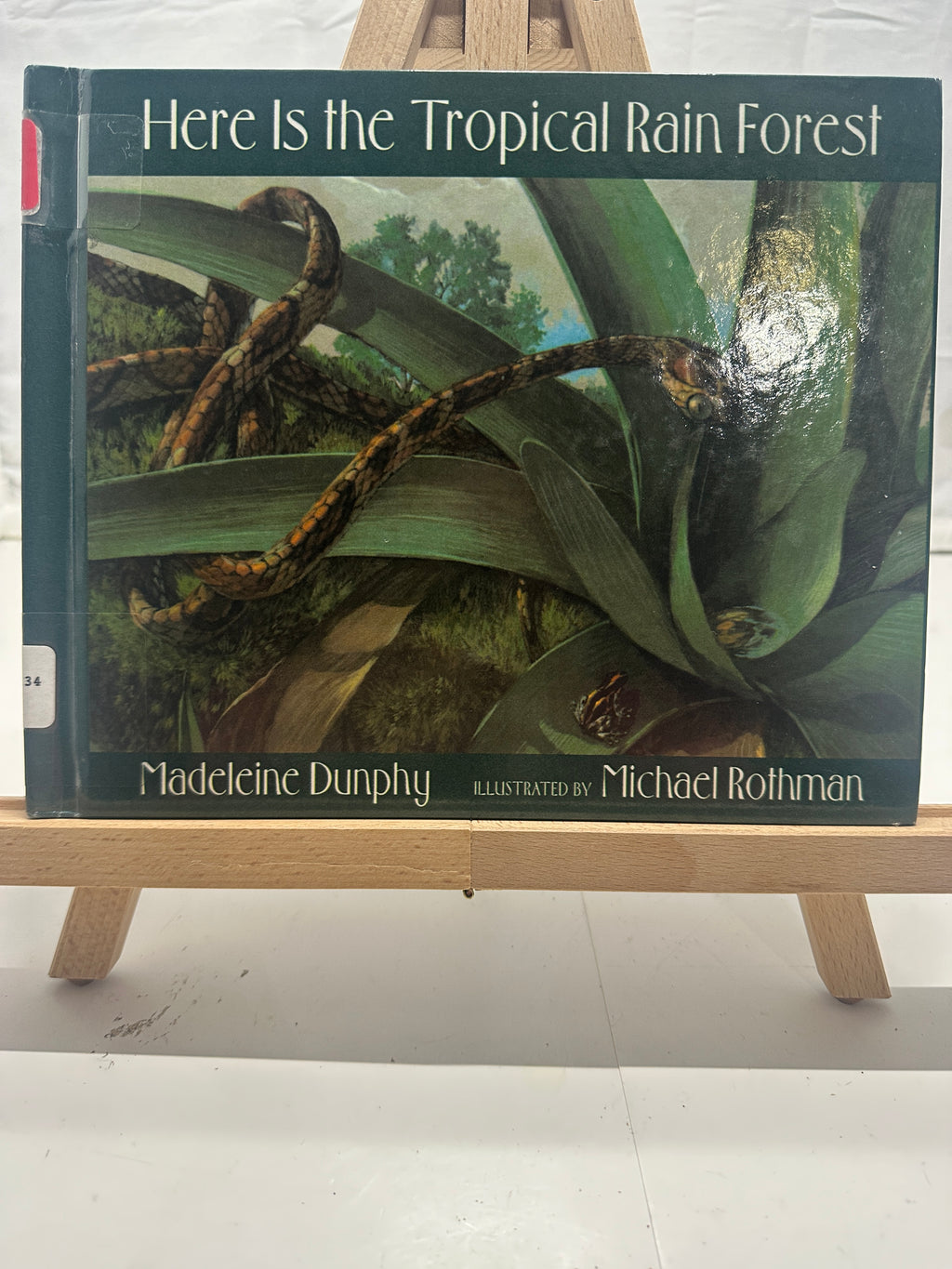 Here Is the Tropical Rain Forest by Madeleine Dunphy Hardcover Children