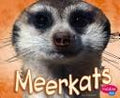 Meerkats by Jody Sullivan Rake Hardcover Children's Book