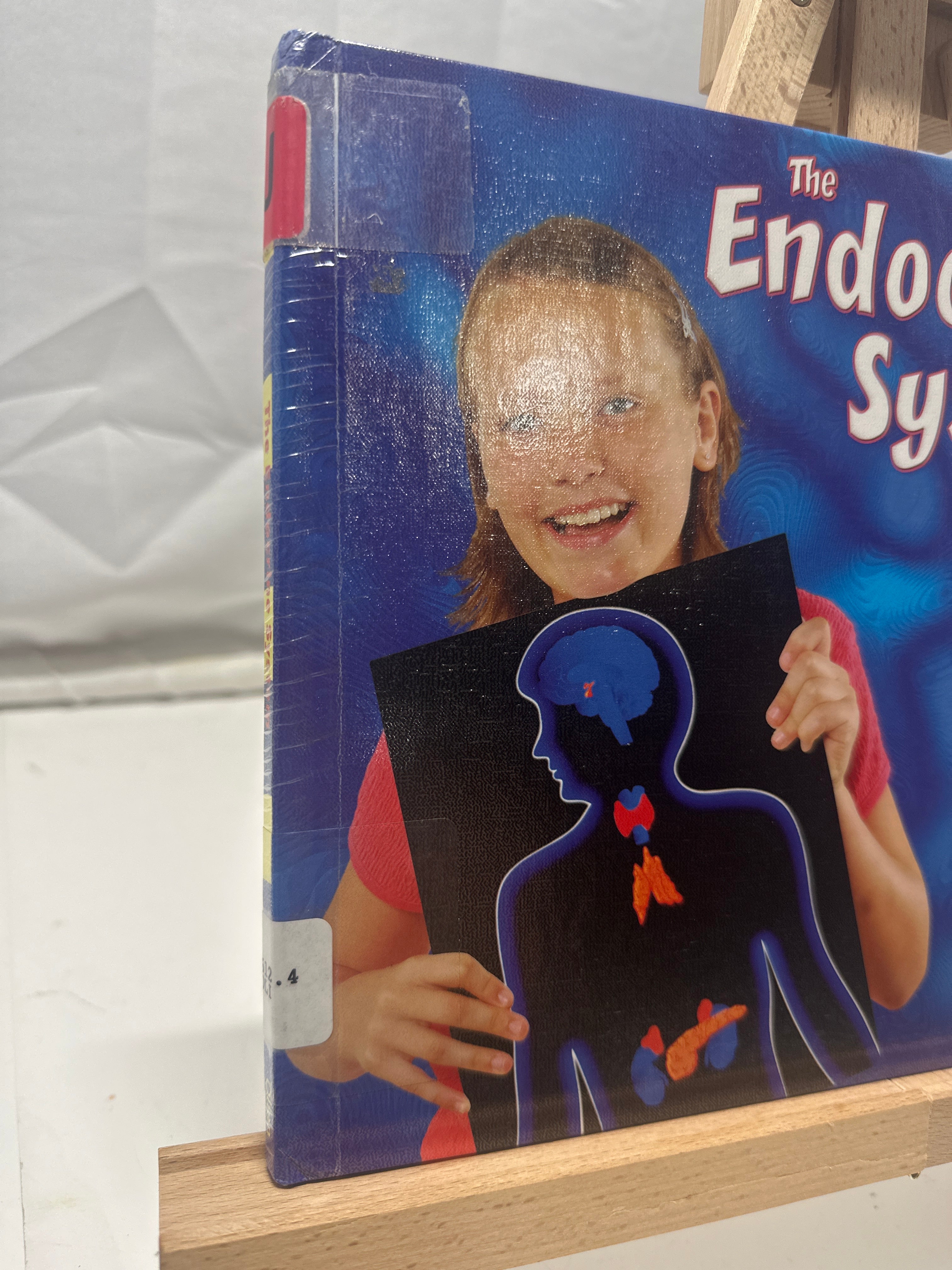 The Endocrine System by Rebecca Olien Hardcover