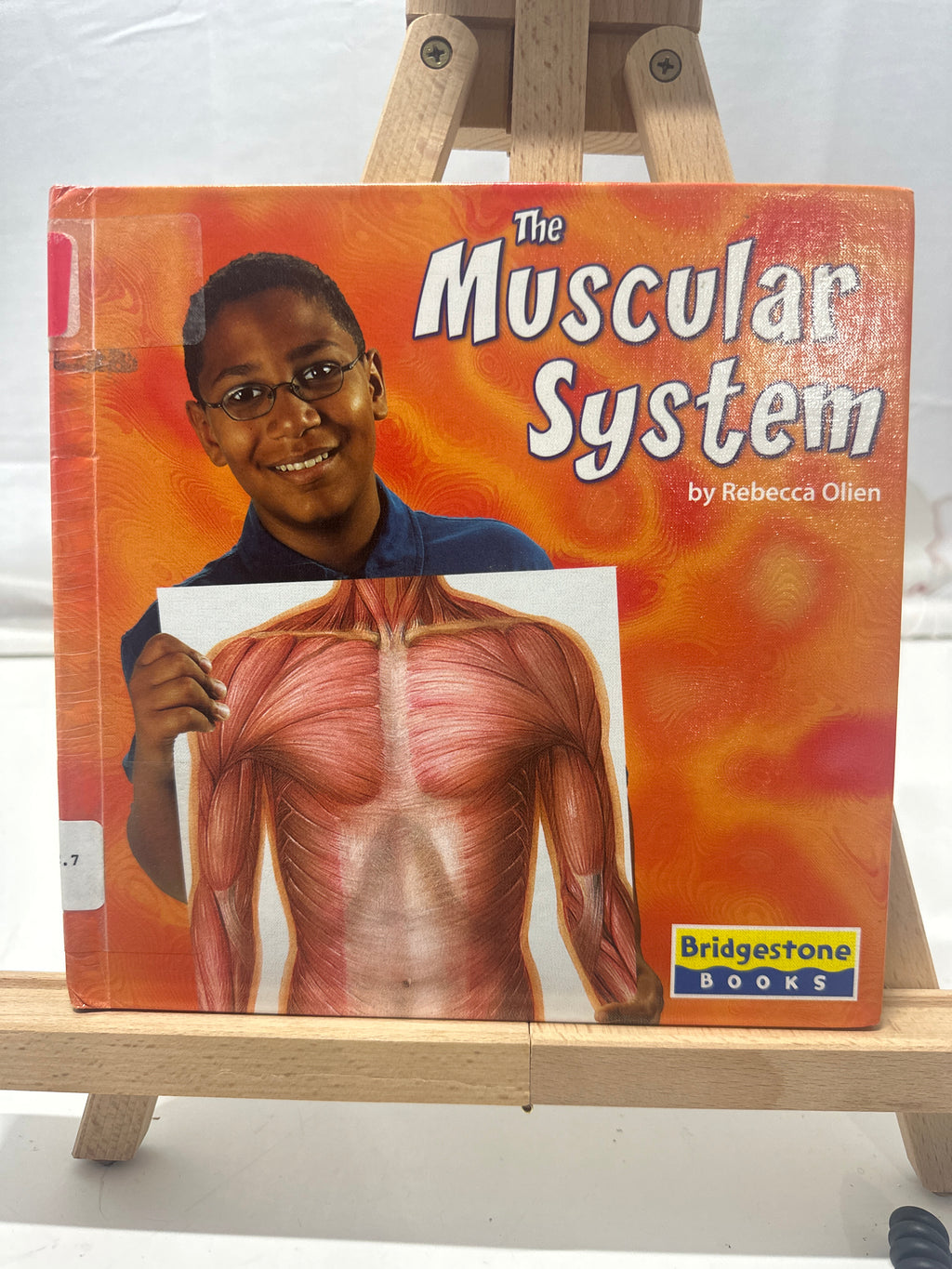 The Muscular System by Rebecca Olien Hardcover