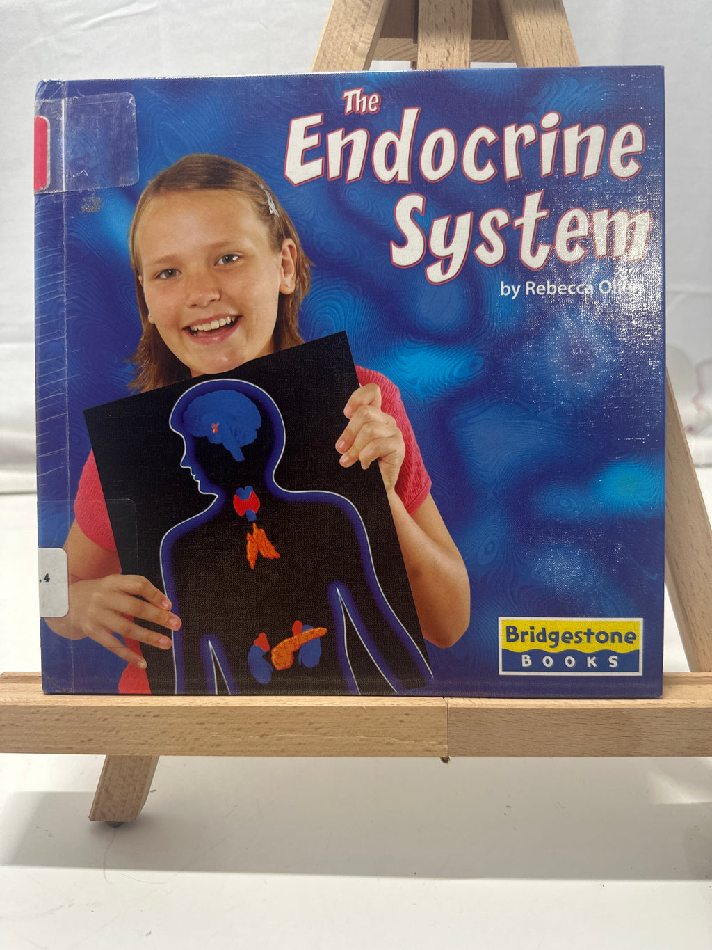 The Endocrine System by Rebecca Olien Hardcover