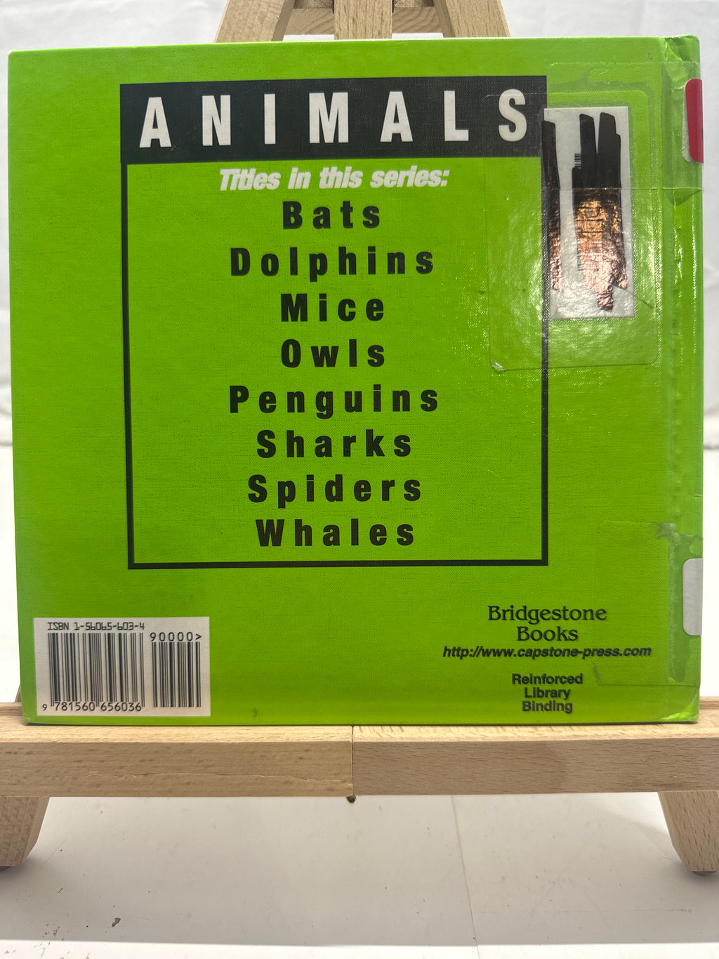 Owls by Kevin J. Holmes Hardcover