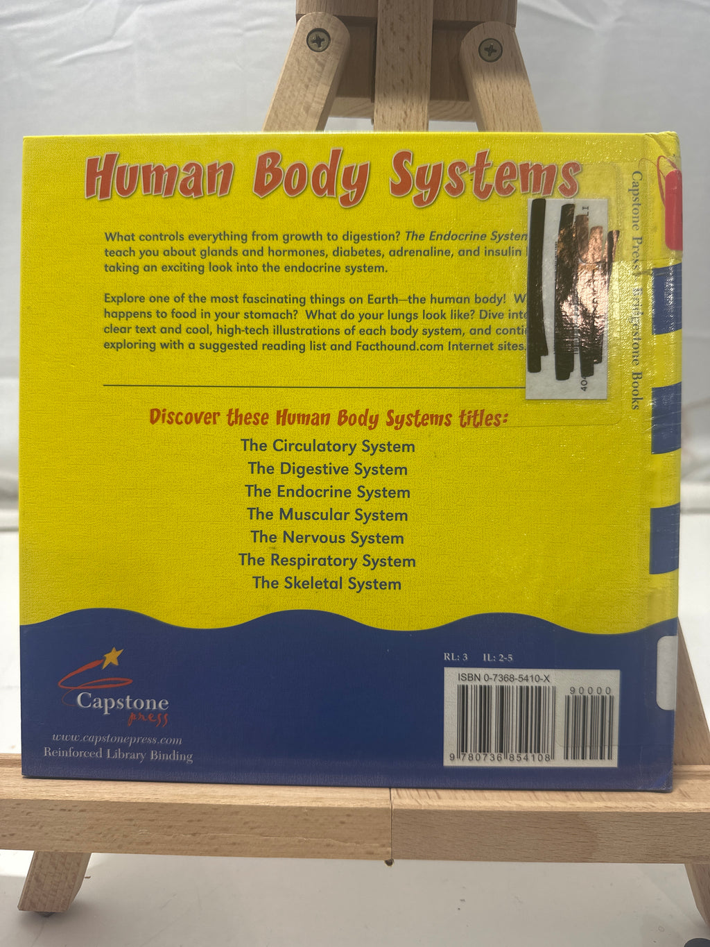 The Endocrine System by Rebecca Olien Hardcover