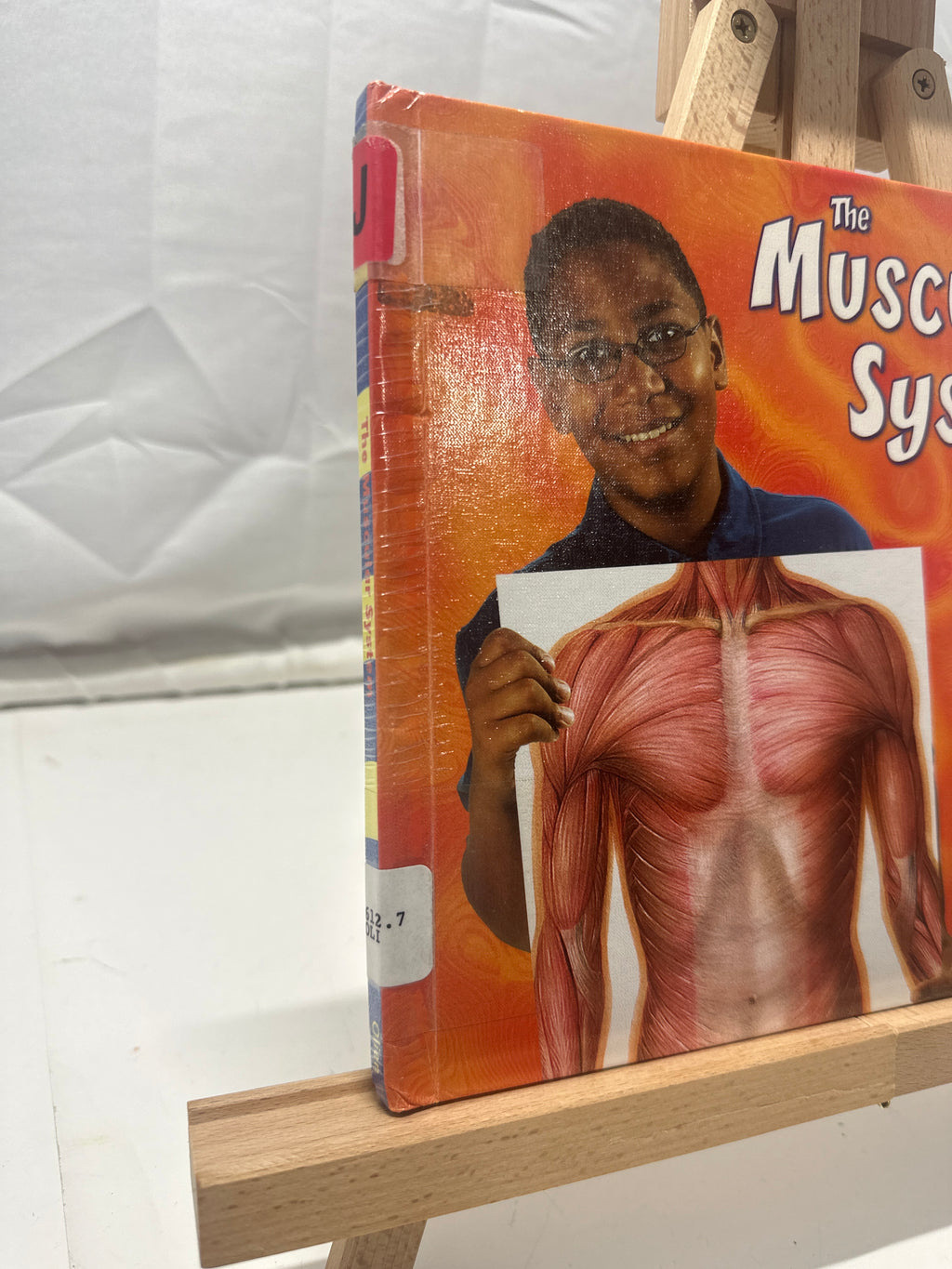 The Muscular System by Rebecca Olien Hardcover