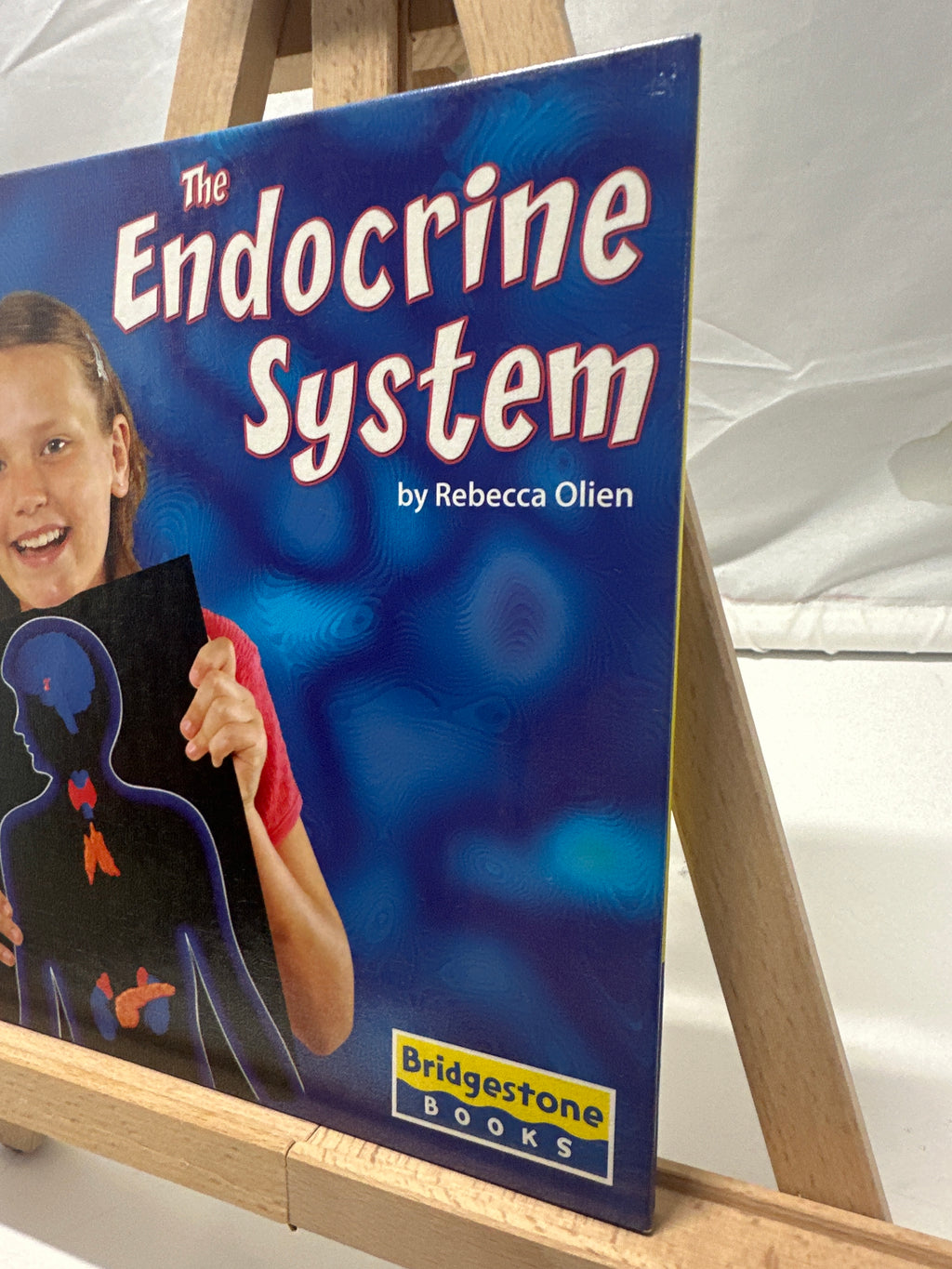 The Endocrine System by Rebecca Olien Hardcover