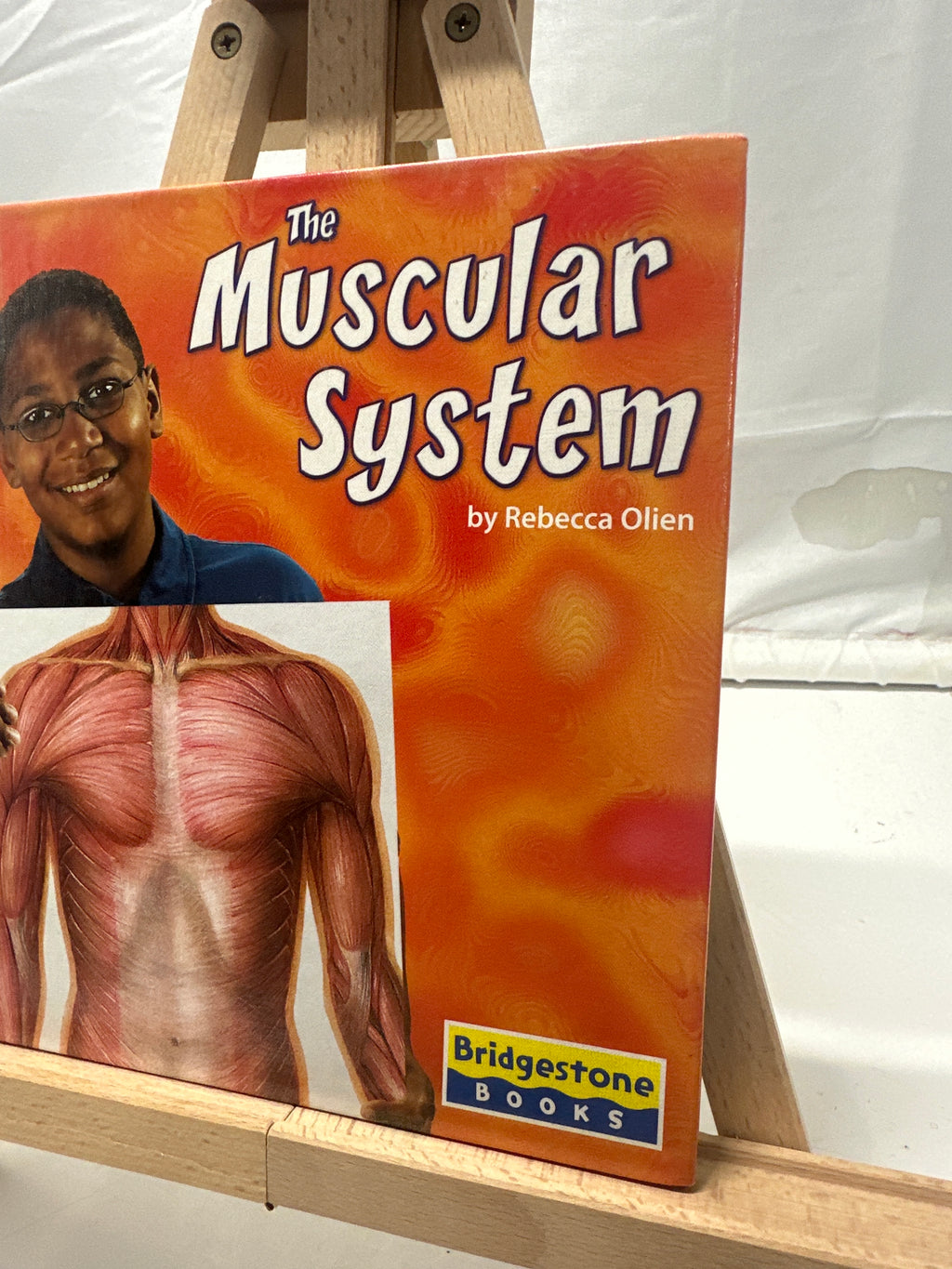 The Muscular System by Rebecca Olien Hardcover